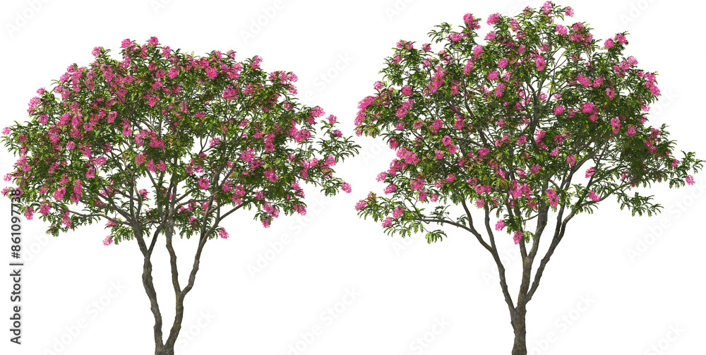 blooming pink shower tree hq arch viz cut out plant