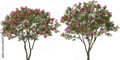 Obraz na płótnie blooming pink shower tree hq arch viz cut out plant w salonie