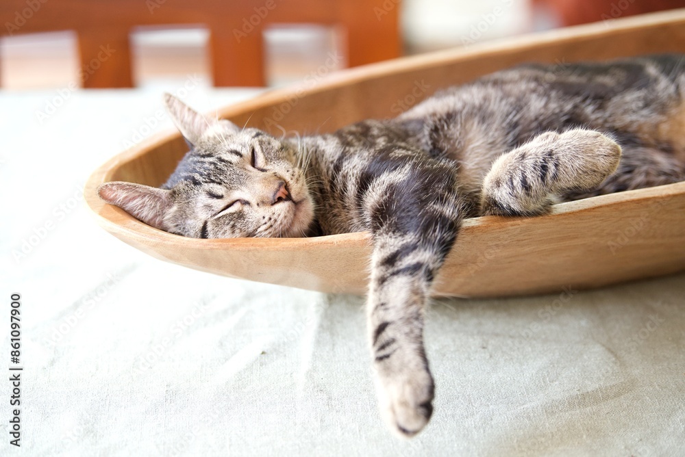 tabby cat sleeping in wood bowl on the table