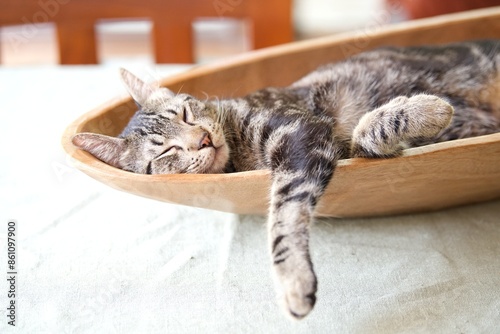 Obraz na płótnie tabby cat sleeping in wood bowl on the table w salonie