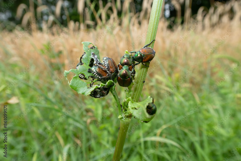 Popillia japonica Japanese Beetle