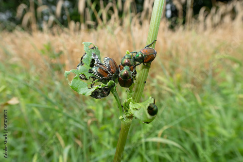 Obraz na płótnie Popillia japonica Japanese Beetle w salonie