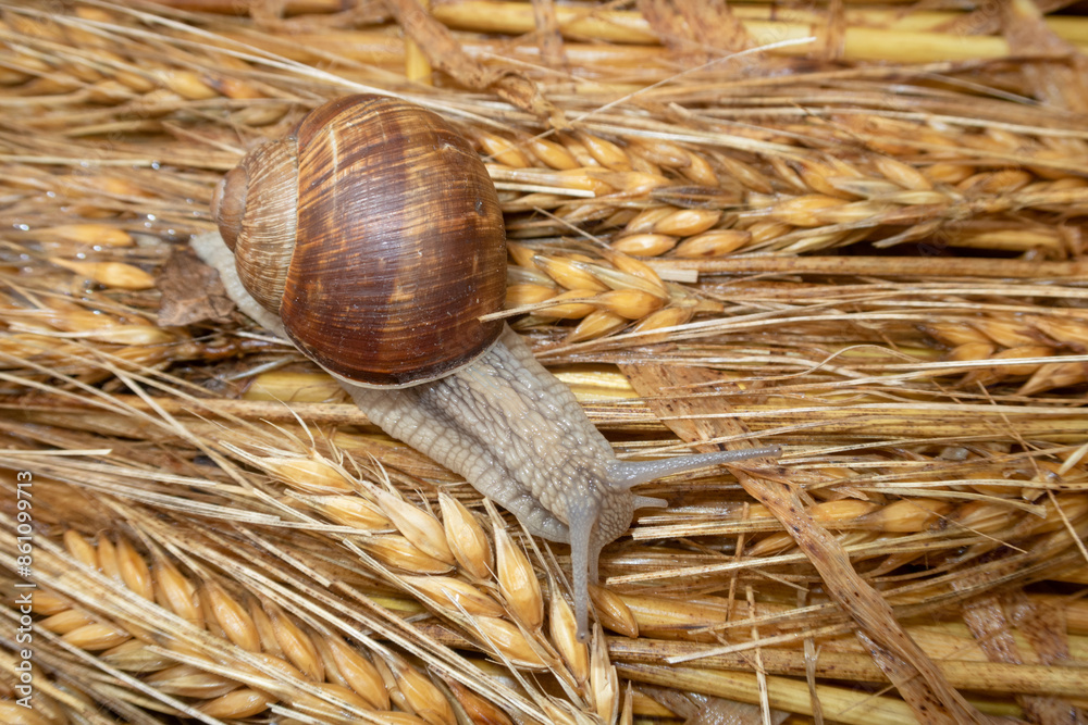 Snail crawl carpet