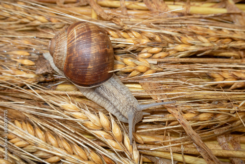 Obraz na płótnie Snail crawl carpet w salonie