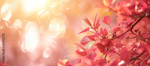 Blur background of tree with sun flare in light sweet pink red leaves, valentines love seasonal greeting celebration. Copy space image. Place for adding text or design