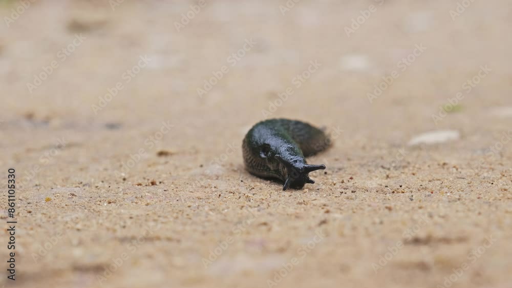 Black Shell Less Snail Slug Pest Sliding on Ground Secreting Mucus to Reduce Friction Black Shell Less Snail Slug Pest Sliding on Ground Secreting Mucus to Reduce Friction
