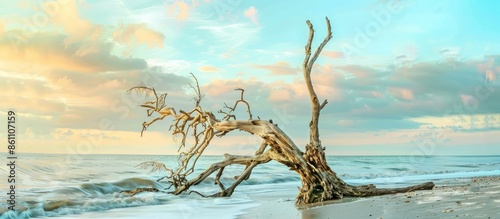 Snag on the shore. Beautiful nature composition. Dry tree on the foreground. ilapidated wooden snag. Dry dead snag isolated. Dry tree on the foreground pastel background. Copy space image photo