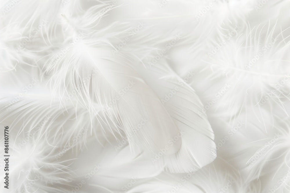 Serene white feathers texture in close-up Serene white feathers texture in close-up
