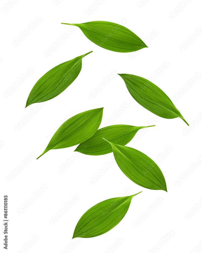 Falling Lily of the valley Leaf, isolated on white background, full depth of field Falling Lily of the valley Leaf, isolated on white background, full depth of field