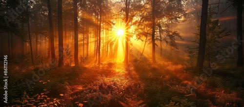 Wallpaper Mural A forest with a sun shining through the trees Torontodigital.ca