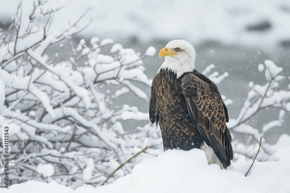 Majestic bald eagle perched on snow covered ground in winter wonderland Majestic bald eagle perched on snow covered ground in winter wonderland