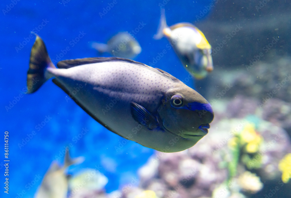 Naklejka premium Tropical fish swimming in the aquarium. Beautiful colorful fishes in the aquarium