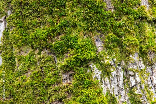 Green moss on tree bark as a background