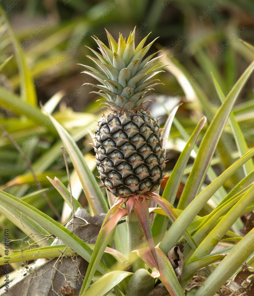 Pineapple grows on a plantation in Thailand Pineapple grows on a plantation in Thailand
