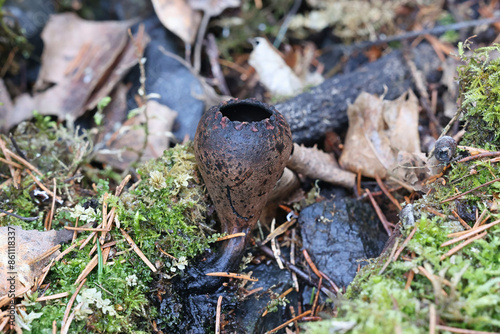 Urnula craterium, commonly known as the devil's urn or the gray urn, cup fungus from Finland photo