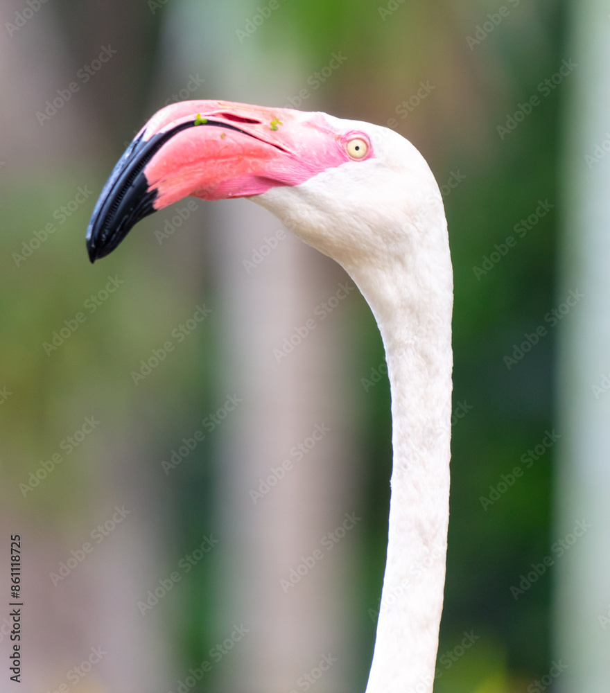 Fototapeta premium Portrait of a pink flamingo in the park