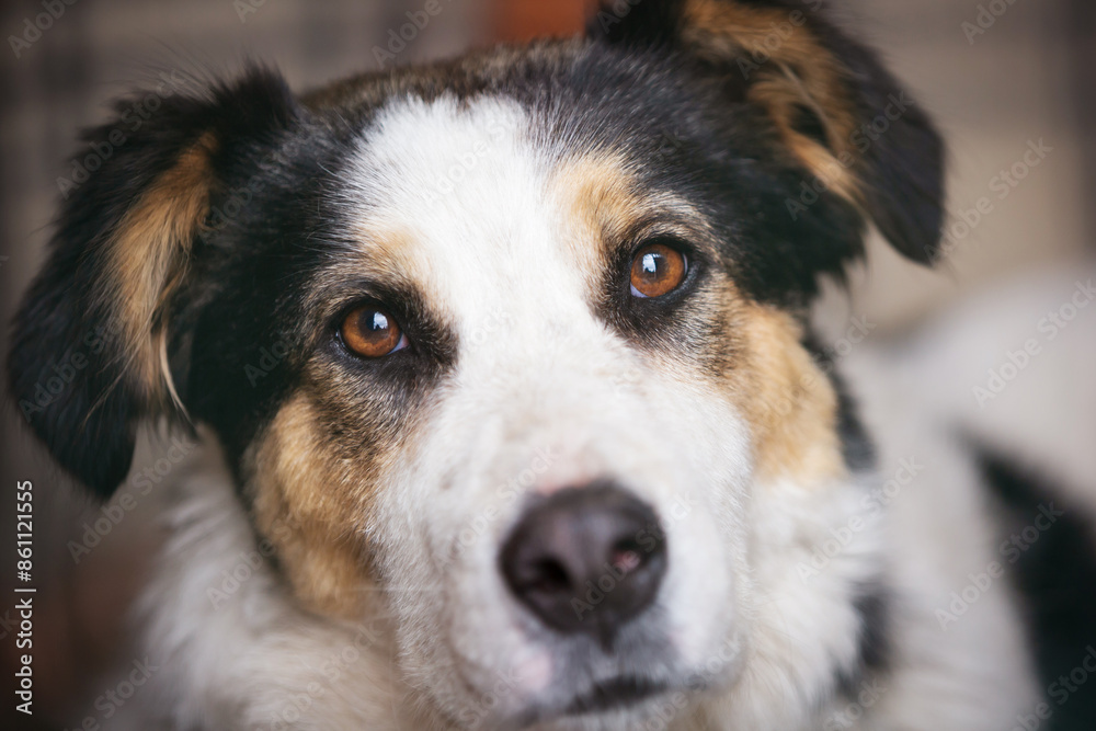 Dog with sad eyes in shelter for adoption Dog with sad eyes in shelter for adoption