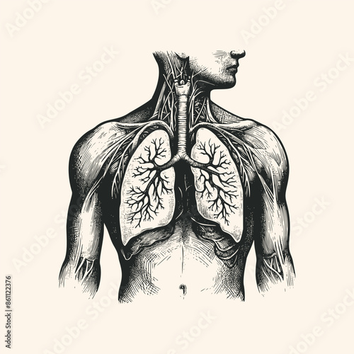 vintage  illustration human lung. hand drawn lungs ink sketch illustration isolated background