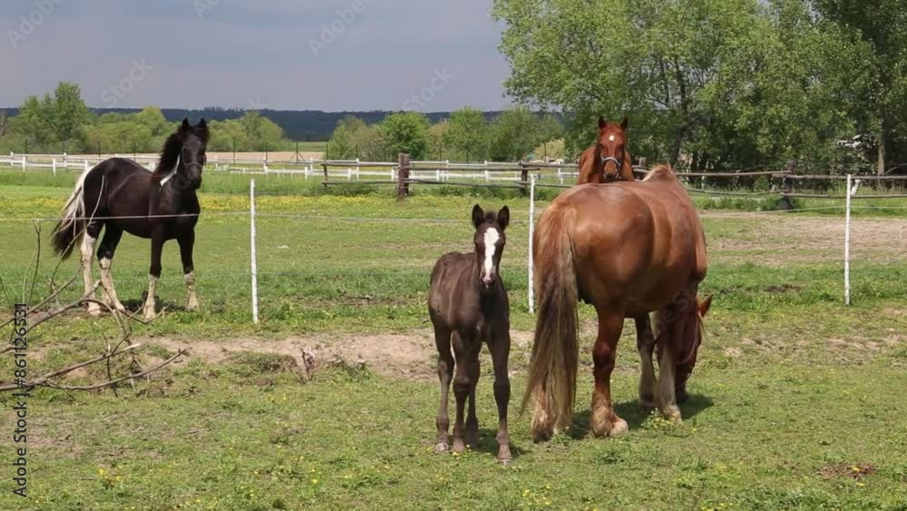 Horses graze in a pasture near a farm. Horses graze in a pasture near a farm.