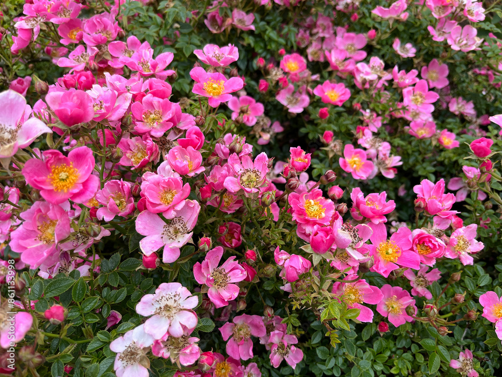 Beautiful english roses in pink, yellow and orange in a garden setting with arbors and surrounding plants. Beautiful english roses in pink, yellow and orange in a garden setting with arbors and surrounding plants.