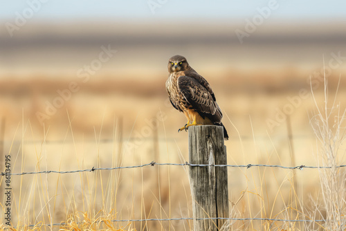 Hawk perched on fence post surveying open field photo