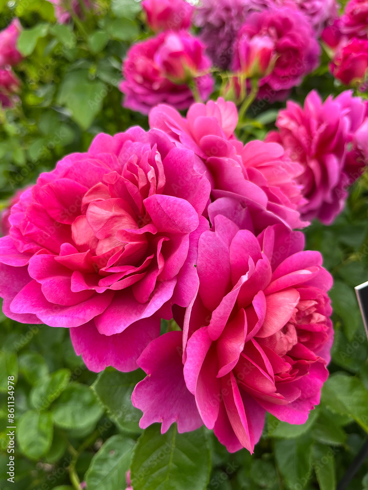 Beautiful english roses in pink, yellow and orange in a garden setting with arbors and surrounding plants. Beautiful english roses in pink, yellow and orange in a garden setting with arbors and surrounding plants.