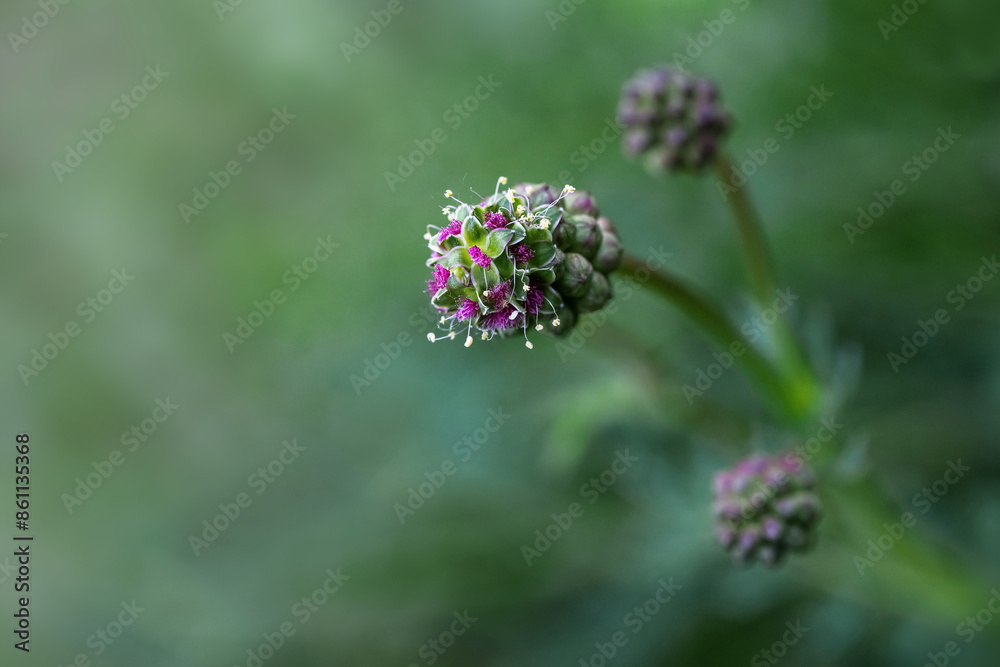 Inflorescence of salad burnet (Sanguisorba minor), edible perennial plant with male and female flowers, also known as pimpernelle, macro shot, green background, copy space Inflorescence of salad burnet (Sanguisorba minor), edible perennial plant with male and female flowers, also known as pimpernelle, macro shot, green background, copy space