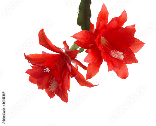 Two bright red  blossoms from Cactus (Epiphyllum )  isolated on white background.