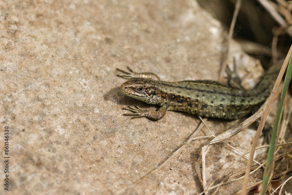 Naklejka premium A Common Lizard, Zootoca vivipara, warming itself on a rock in springtime.