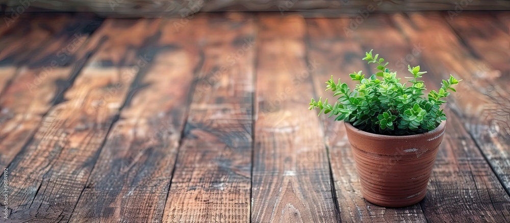 Little flower pot on the table with copy space, you can put text or wording into the copy space. Little flower pot on the table with copy space, you can put text or wording into the copy space.