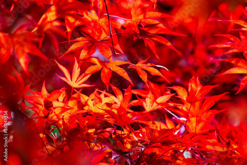 France, Occitania, Generargues, Red leaves of Japanese maple (Acer palmatum) photo