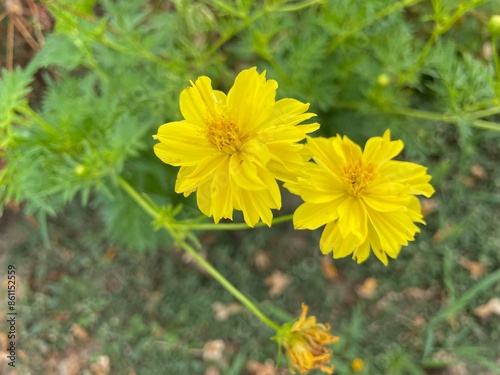 Yellow cosmos or Sulfur cosmos yellow flower There are many layers of overlapping petals. There are two flowers that are blooming and one that is dry.