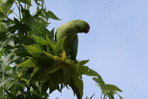 un perroquet sur la branche photo