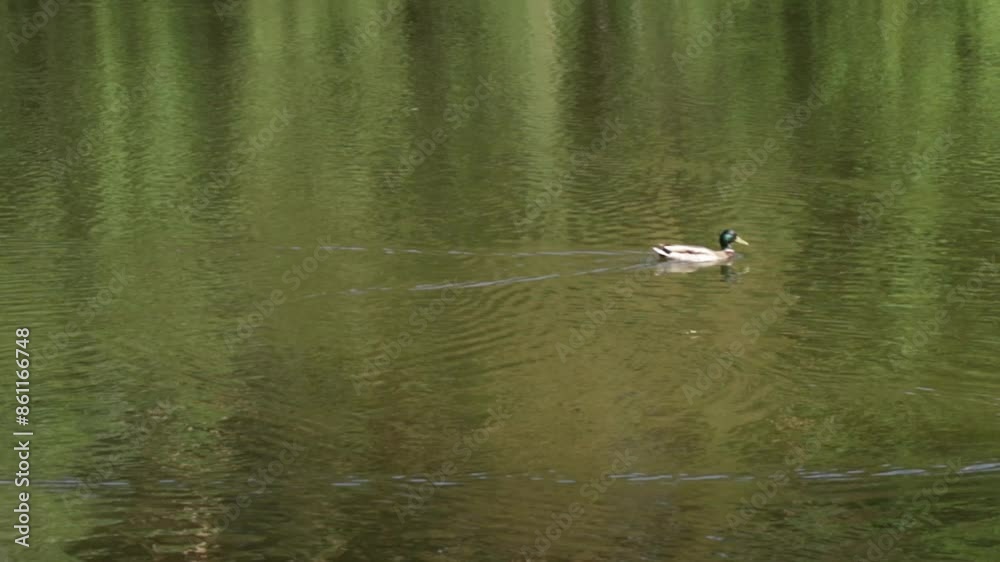 Duck on the lake, mallard duck swimming in nature, wildlife bird with brown feathers. Duck on the lake, mallard duck swimming in nature, wildlife bird with brown feathers.