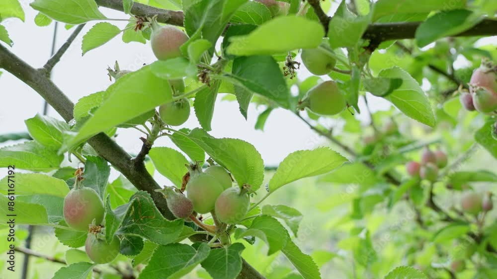 Low angle shot of apple tree branch with many small apples in early spring, moving up and left to reveal more of the tree Low angle shot of apple tree branch with many small apples in early spring, moving up and left to reveal more of the tree