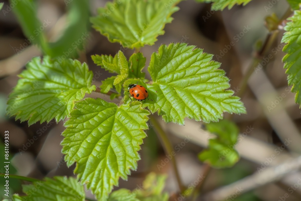 Small ladybird on fresh green leaf in springtime. Small ladybird on fresh green leaf in springtime.