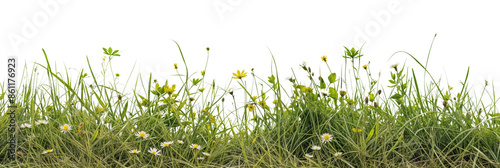 Closeup panorama banner of a meadow with green grass and wild flowers isolated on a transparent background