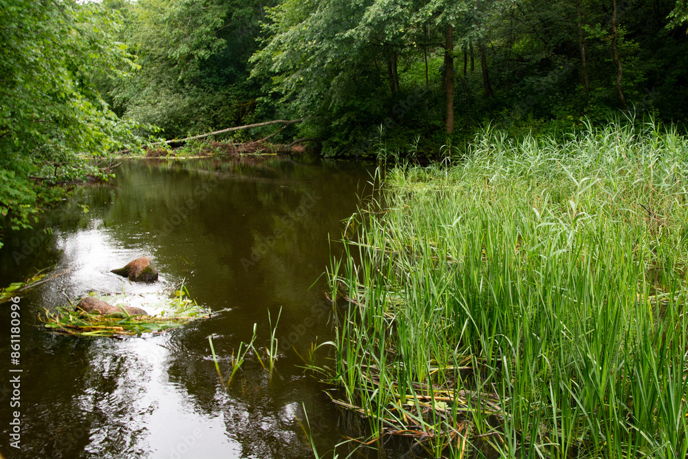 river among the forest, Belarusian landscape river among the forest, Belarusian landscape