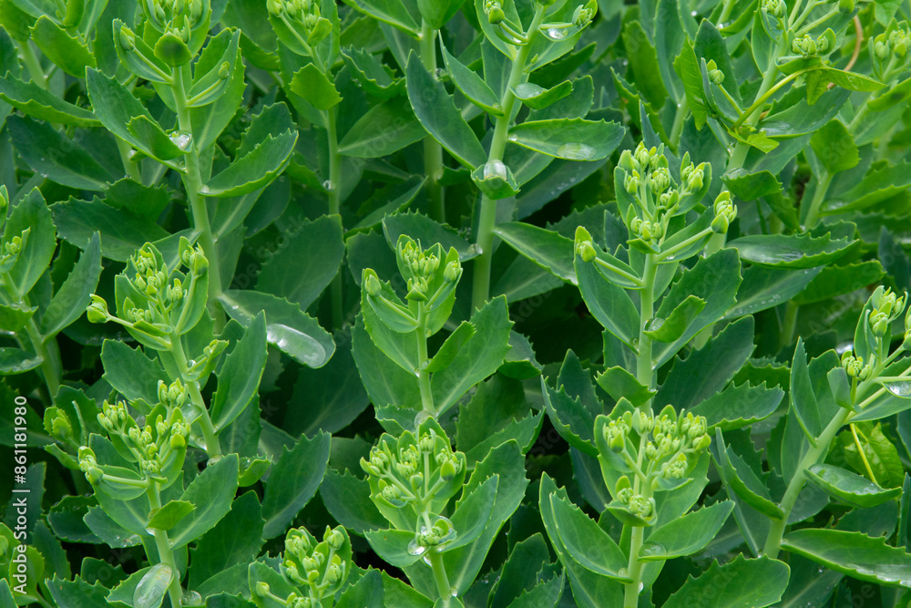 Stonecrop green leaves - Latin name - Hylotelephium spectabile Lisa Stonecrop green leaves - Latin name - Hylotelephium spectabile Lisa