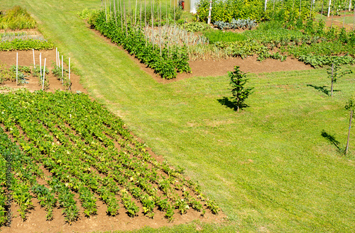 Small garden with plenty of vegetables