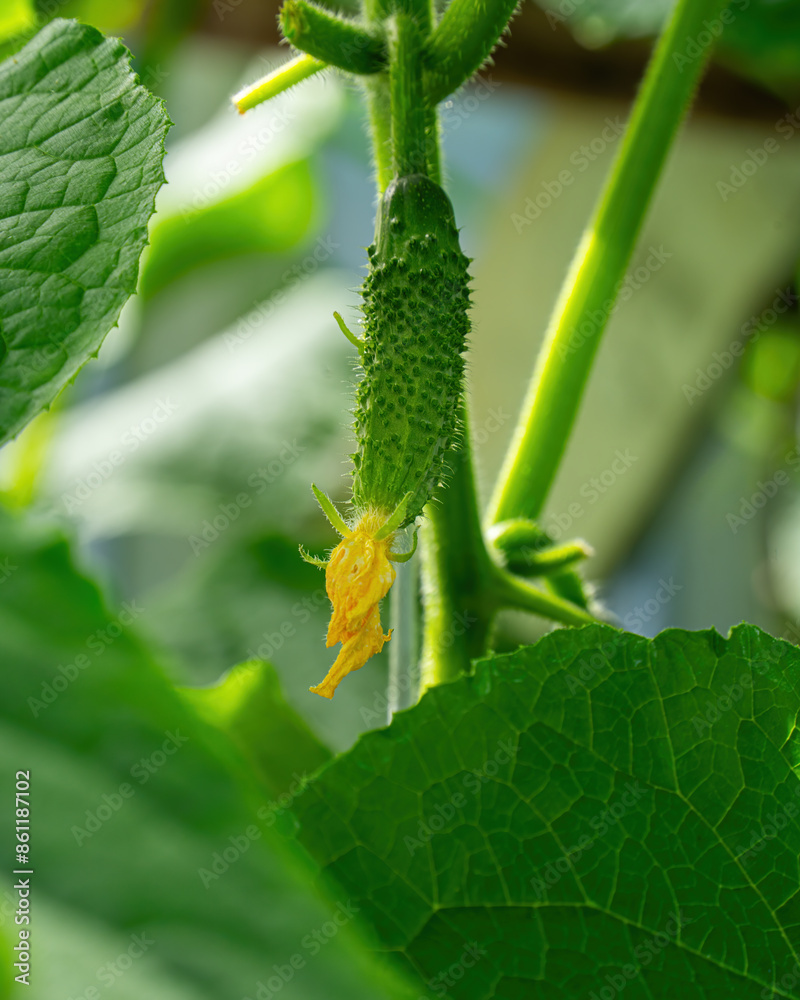 Naklejka premium Ripe green cucumbers with yellow flowers growing in the greenhouse