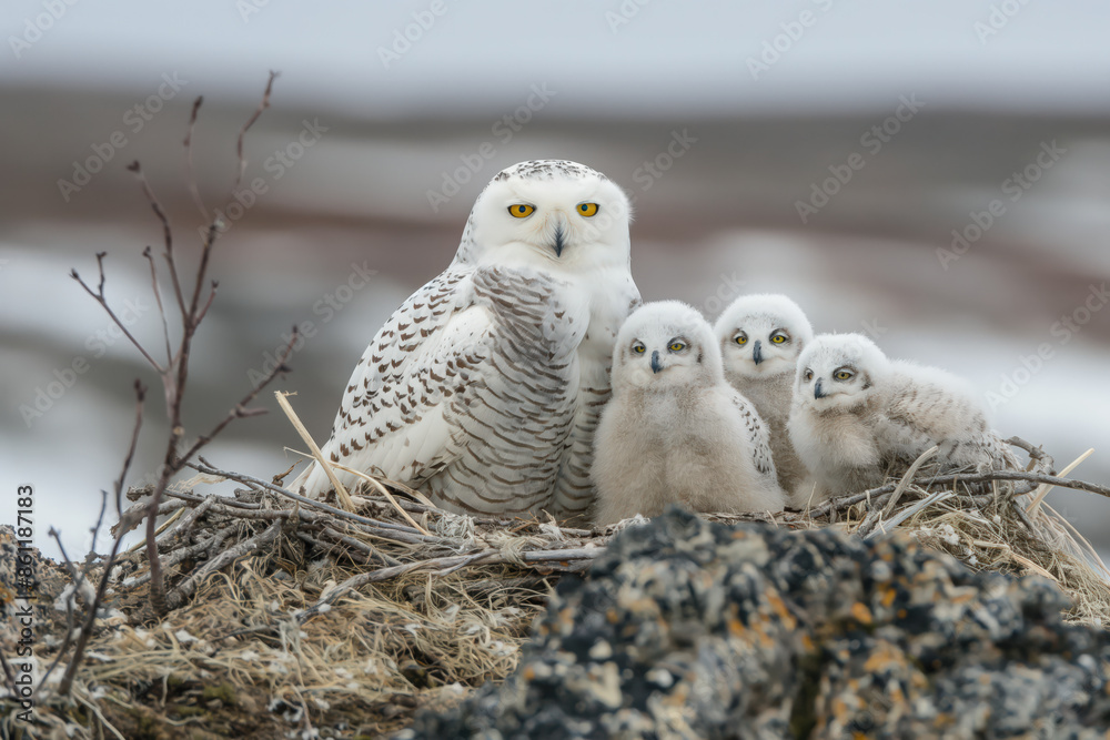Fototapeta premium Mother snowy owl guarding three owlets in nest