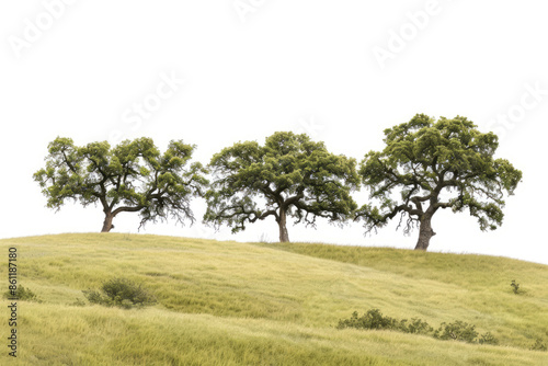 panoramic landscape of rolling hills covered with ancient oak trees, under a dramatic sky, highlighting the wood grain in tree trunks. photo