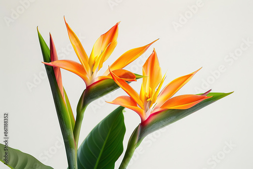 Close up of Tropical flower isolated on white background © Uwe