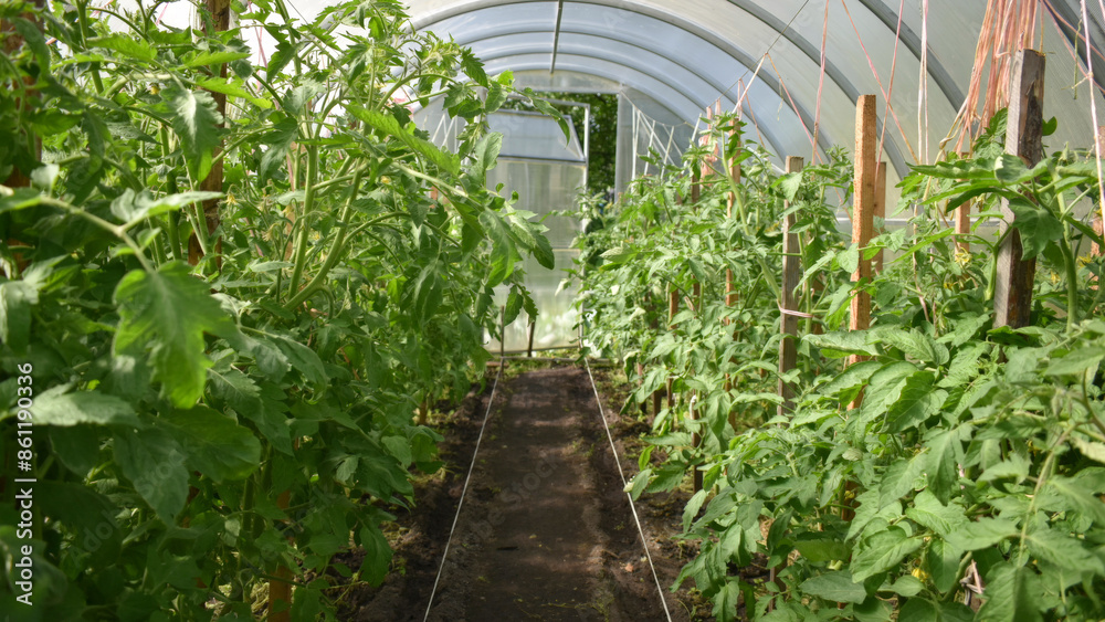 Tomato bush seedlings growing in the open ground on a garden bed in a greenhouse. Lush green tomato plants. The concept of sustainable agricultural practices, harvesting, gardening Tomato bush seedlings growing in the open ground on a garden bed in a greenhouse. Lush green tomato plants. The concept of sustainable agricultural practices, harvesting, gardening