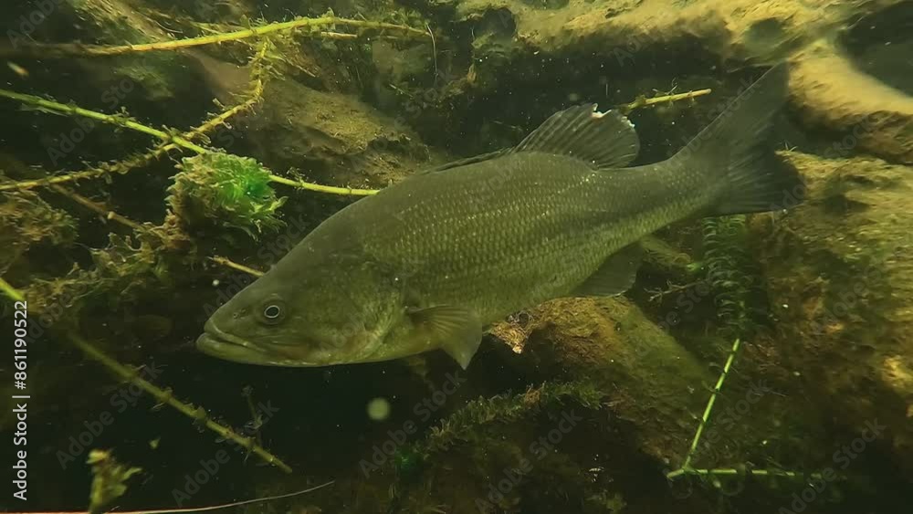 Close-up, profile view of a largemouth bass (Micropterus salmoides) initially static, then swimming above branches in a lake. Check my portfolio for other black bass footage. Close-up, profile view of a largemouth bass (Micropterus salmoides) initially static, then swimming above branches in a lake. Check my portfolio for other black bass footage.