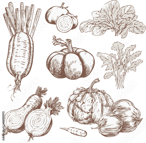 Hand drawn vegetable sketch with pumpkins, carrots, and squash
