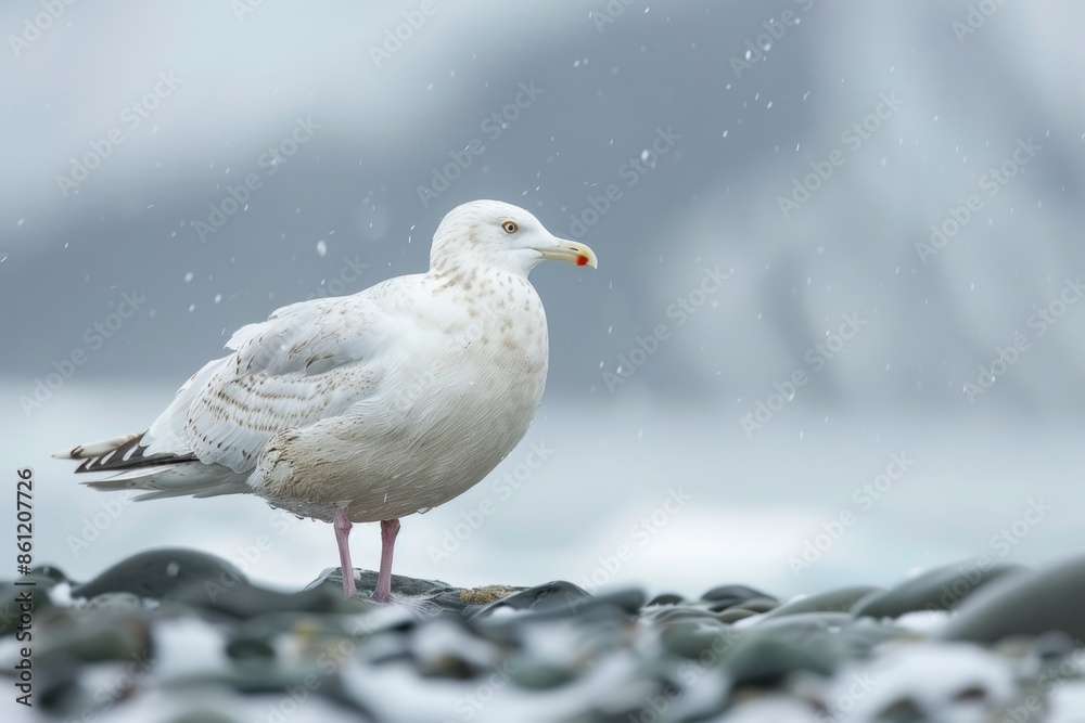 A Glaucous Gull, Svalbard, Norway