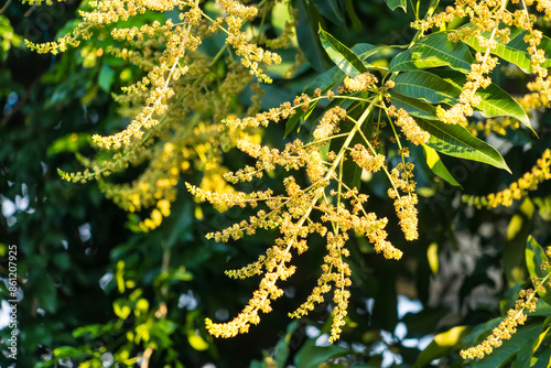 The mango bouquet or mango flower is blooming full on the mango trees in the garden