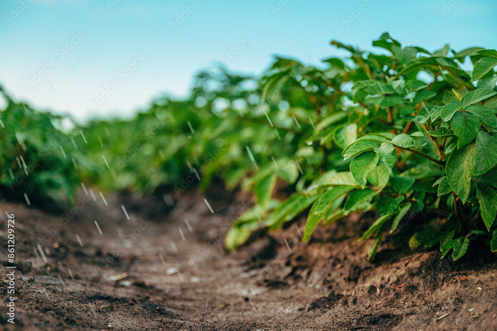 Agricultural irrigation of cultivated potato crops on plantation field Agricultural irrigation of cultivated potato crops on plantation field